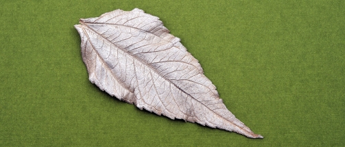 Ein Blatt aus der Natur wird zum Blatt aus Art Clay Silber